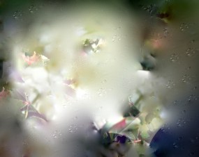 59 FA white rose bush