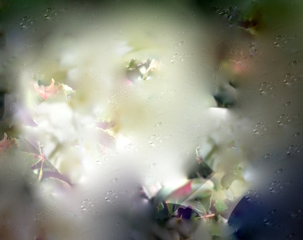 59 FA white rose bush