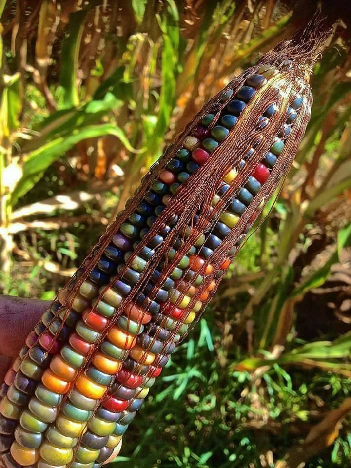 chakra corn