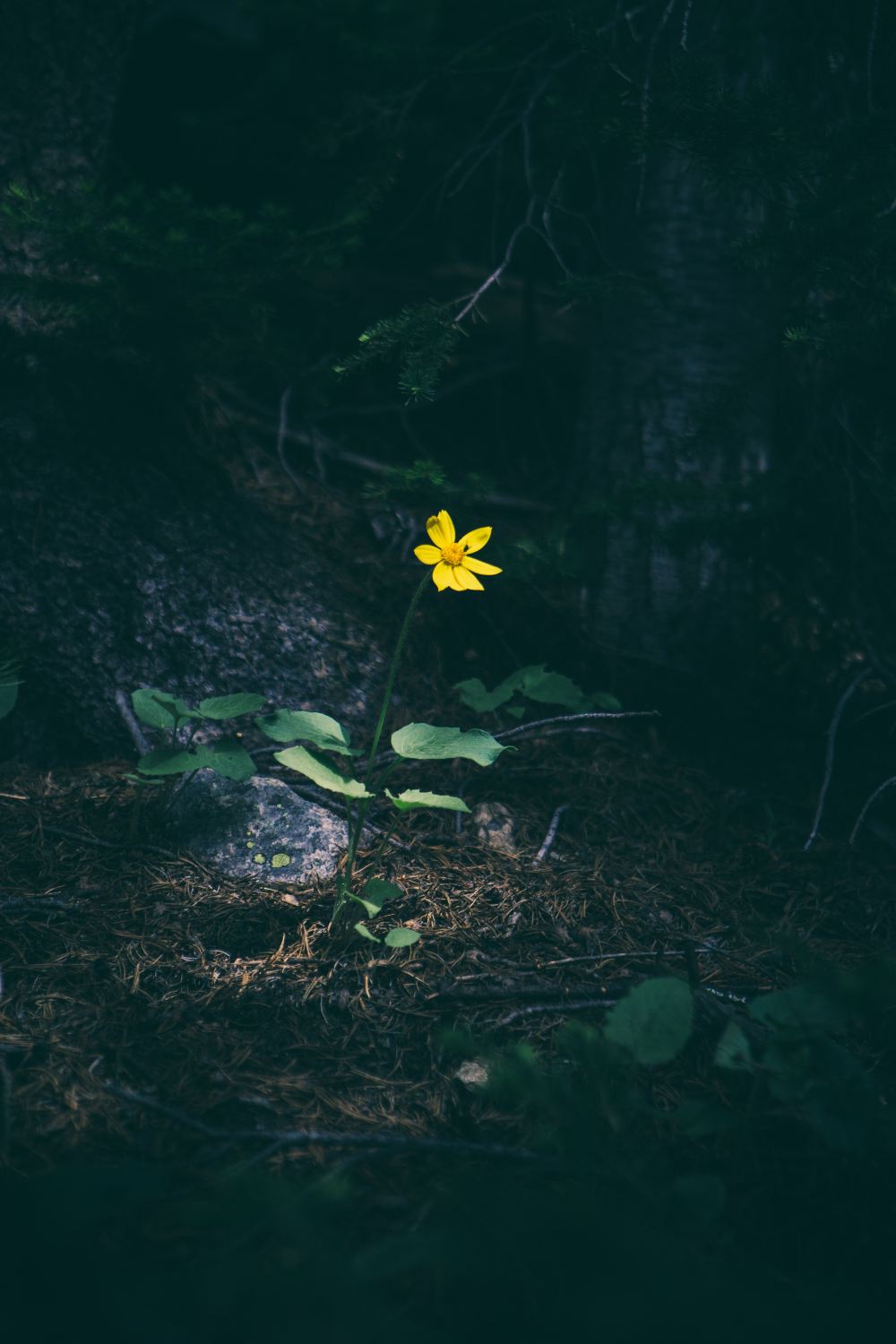 matthew-smith--rYZO4_JPEU-unsplash